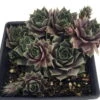 Silverine Moon Hens & Chicks - Sempervivum -Very Hardy - Quart Pot - Moon Charms