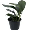 Dragon Tail/Centipede Tongavine Philodendron - Rhaphidorphora Decursiva - 6" Pot