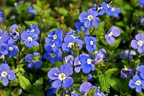 Georgia Blue Veronica - Speedwell - Quart Pot - Rich Blue Creeper - Image 2