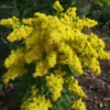 Little Lemon Goldenrod Perennial - Solidago - Quart Pot