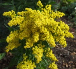 Little Lemon Goldenrod Perennial - Solidago - Quart Pot