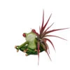 Yoga Frog Lotus Position - Planter With Live Tillandsia Air Plant - 3" X 3"