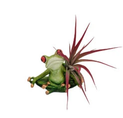 Yoga Frog Lotus Position - Planter With Live Tillandsia Air Plant - 3" X 3"