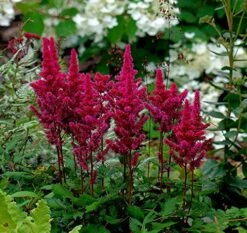 Visions In Red Astilbe - Shade Perennial - Live Plant -Quart Pot