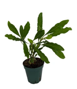 Selebicum Ant Farm Plant - Hydnophytum Moseleyanum - Easy House Plant - 5" Pot