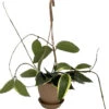 SALE - Rare Macro Wax Plant - Hoya Macrophylla - Collector's Series - 4.5" Hanging Basket