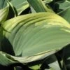 Regal Splendor Hosta - Shaped Gray-Green Leaves - Quart Pot