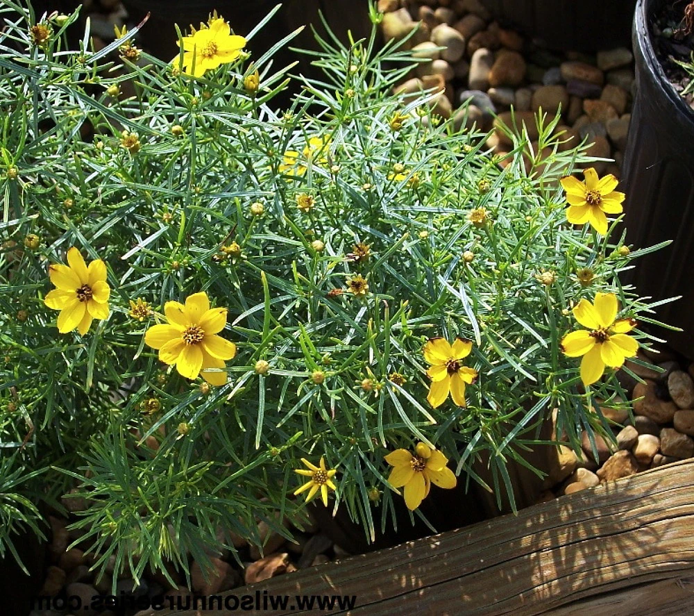 Sylvester Coreopsis Perennial Plant - Compact & Bushy - Very Hardy - Quart Pot