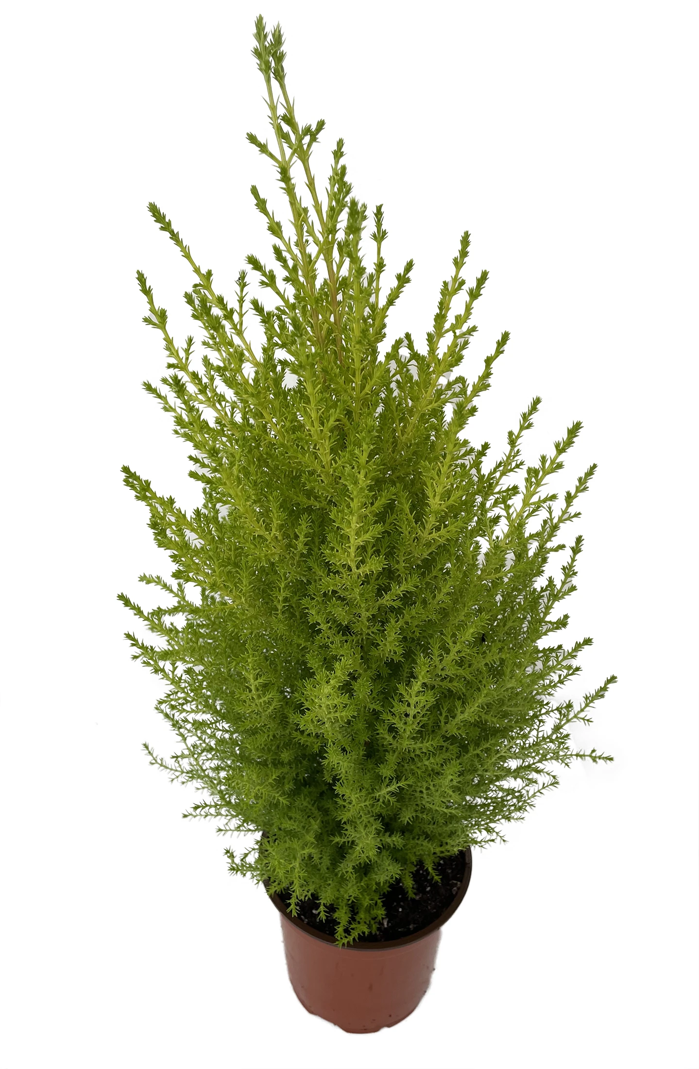 Lemon Scented Goldcrest Cypress Tree - Indoors/Out - 4.5" Pot - Image 2