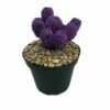 Amethyst Purple Living Desert Jewel Cactus - 4" Pot