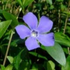 Myrtle 48 Plants - Periwinkle/Vinca - Hardy Groundcover - 1 3/4" Pots