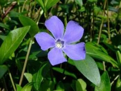 Myrtle 48 Plants - Periwinkle/Vinca - Hardy Groundcover - 1 3/4" Pots