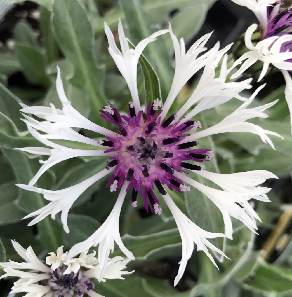 Amethyst In Snow Mountain Bluet - Centaurea Montana - Live Plant -Quart Pot