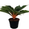 Orange Mandarin Spider Plant - Chlorophytum - Easy To Grow - 6" Pot
