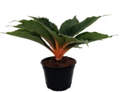 Orange Mandarin Spider Plant - Chlorophytum - Easy To Grow - 6" Pot