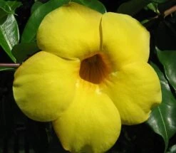 Golden Brazilian Jasmine Plant - Indoors/Out - Mandevilla - 6" Pot
