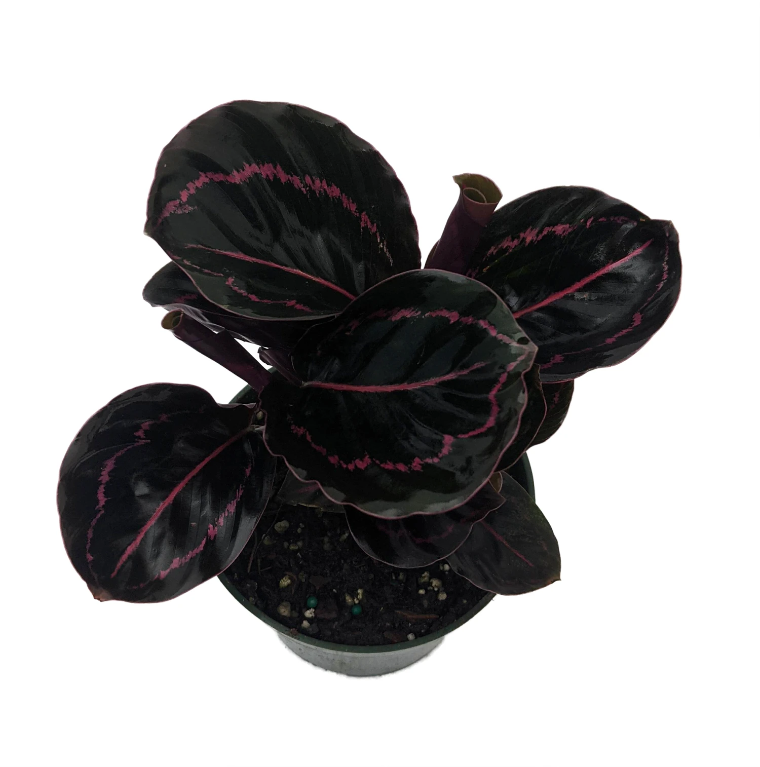 Dottie Rose Painted Prayer Plant - Calathea Roseopicta 'Dottie' - Easy - 4" Pot