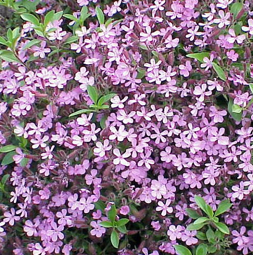 Soapwort Perennial - Saponaria Ocymoides - Quart Pot - Image 2
