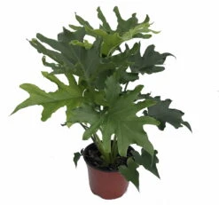 Lickety Split Philodendron - Easy To Grow House Plant - 6" Pot