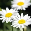 Becky Shasta Daisy - Leucanthemum - 2003 Plant Of The Year - Quart Pot