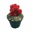 Flaming Red Living Desert Jewel Cactus - 4" Pot