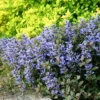 Chocolate Chip Ajuga - Carpet Bugle - Miniature Leaves - 48 Plants -1 3/4" Pot
