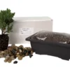 My First Bonsai Tree Kit Plus Live Japanese Juniper Tree