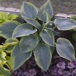 Shadowland Wu La La Hosta - Shade Lover - Gallon Pot - Proven Winners