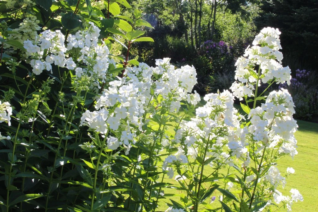 David Hardy Tall Phlox- White-Perennial Of The Year 2002- Live Plant- Gallon Pot - Image 2