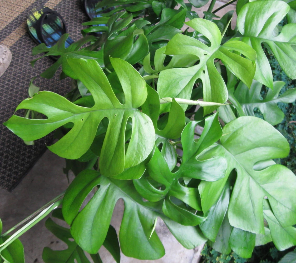 Ultra Rare Ginny Philodendron - Rhaphidophora Tetrasperma -6" Pot- Mini Monstera - Image 3