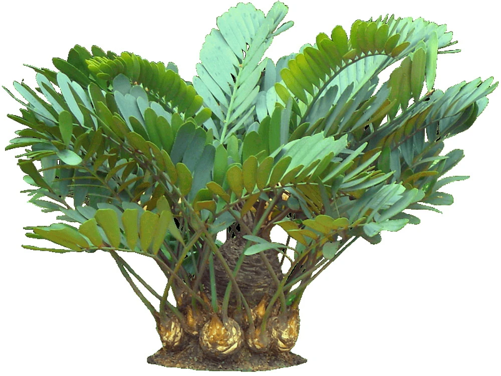 Rare Dinosaur Cardboard Palm - Zamia Furfuracea - 4" Pot - Living Fossil Plant - Image 4
