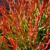 Firesticks Pencil Cactus - Euphorbia - Easy To Grow/Hard To Kill! - 6" Pot