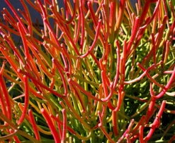 Firesticks Pencil Cactus - Euphorbia - Easy To Grow/Hard To Kill! - 6" Pot