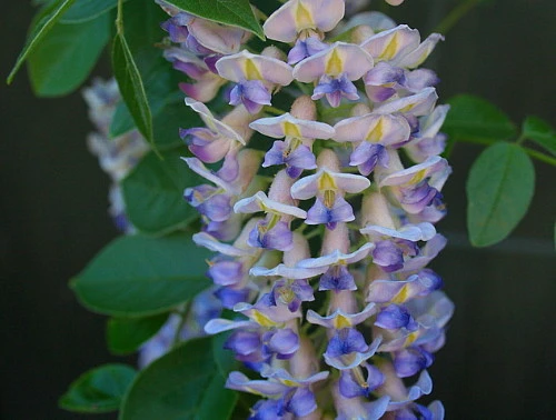 Blue Moon Wisteria Vine - Huge Fragrant Blooms - 4" Pot - Image 3
