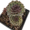 Pacific Blue Ice Hens & Chicks - Sempervivum - Very Hardy - Live Plant - Quart Pot