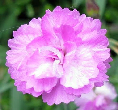 Tiny Rubies Dianthus - Fragrant/Hardy Groundcover - Quart Pot - Image 4