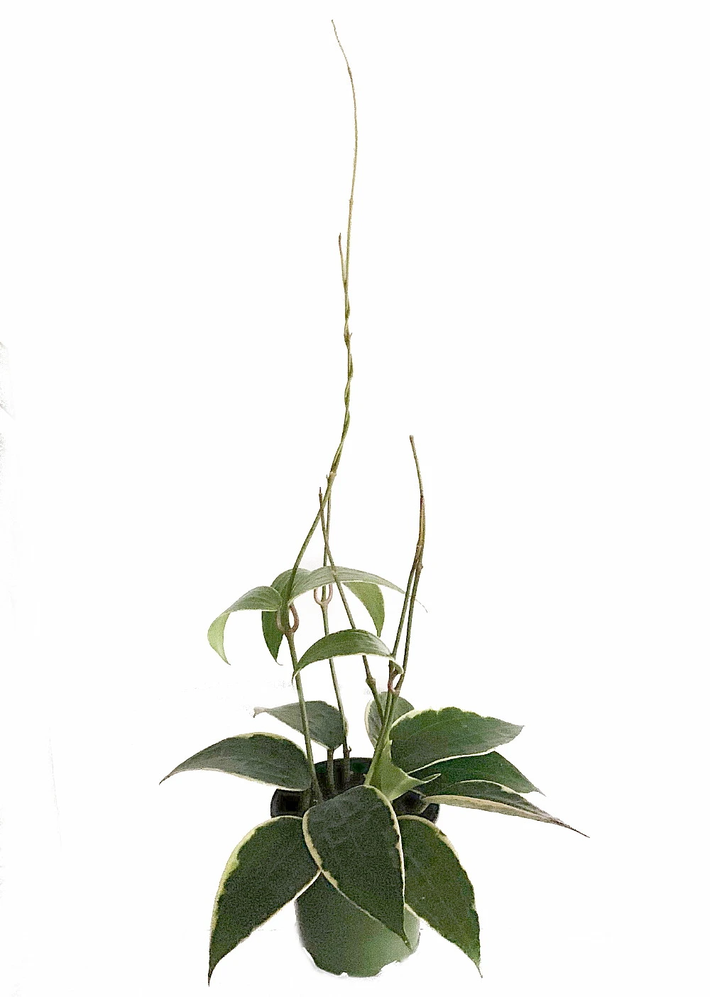 SALE - Rare Macro Wax Plant - Hoya Macrophylla - Collector's Series - 4.5" Hanging Basket - Image 4