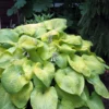 City Lights Hosta - Quart Pot