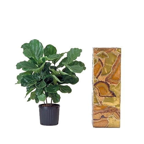 Hirt's Fiddleleaf Fig Tree - Ficus - Great Indoor Tree - Easy - 6" Pot - Image 4