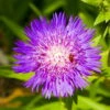 Honeysong Purple Stokes Aster Perennial - Stokesia - Gallon Pot