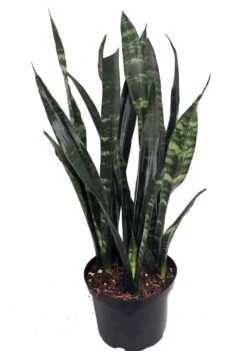 Black Coral Snake Plant - Sansevieria - Almost Impossible To Kill - 6" Pot