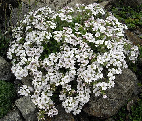 Babies Breath Mouse Ear - Gypsophila Cerastioides - Quart Pot - Image 2