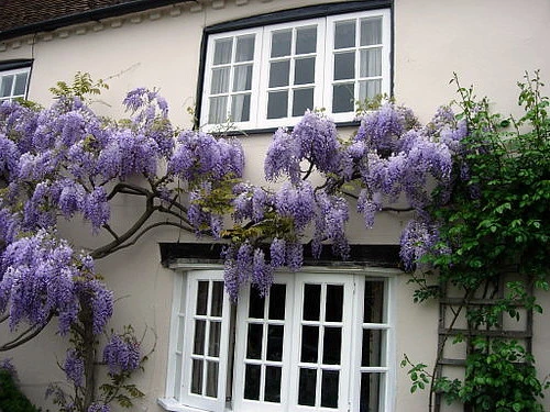 Blue Moon Wisteria Vine - Huge Fragrant Blooms - 4" Pot - Image 2