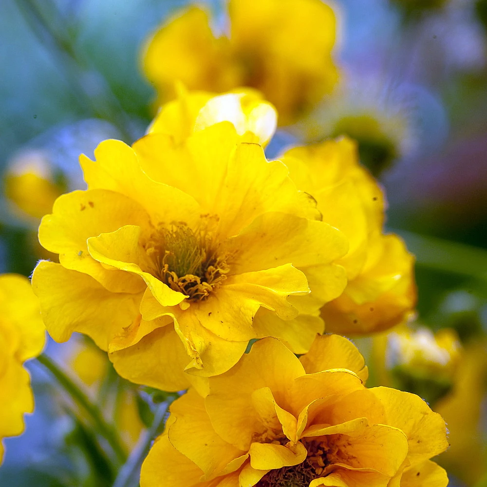 Lady Stratheden Avens Perennial - Geum - Quart Pot