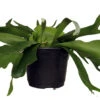 Staghorn Fern - Platycerium Biforcatum - Exotic Houseplant - 6" Pot