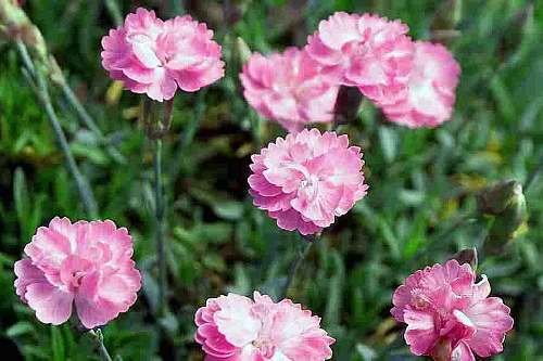 Tiny Rubies Dianthus - Fragrant/Hardy Groundcover - Quart Pot - Image 3