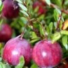 American Pilgrim Cranberry Bush - Great Groundcover - Delicious - 3.25" Pot