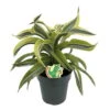 Lemon Surprise Madagascar Dragon Tree-Dracaena- 6" Pot- Easy To Grow House Plant