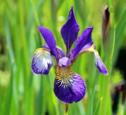 Caesar's Brother Siberian Iris - Deep Velvety Blue - Quart Pot