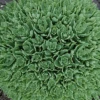 Thundercloud Sedum - Hardy Perennial Groundcover - Quart Pot